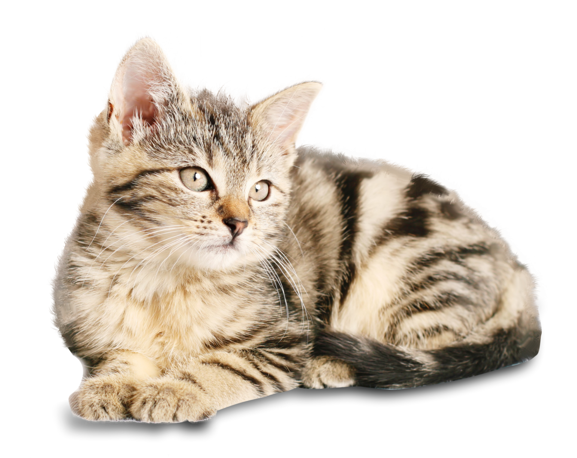 katze_schatten